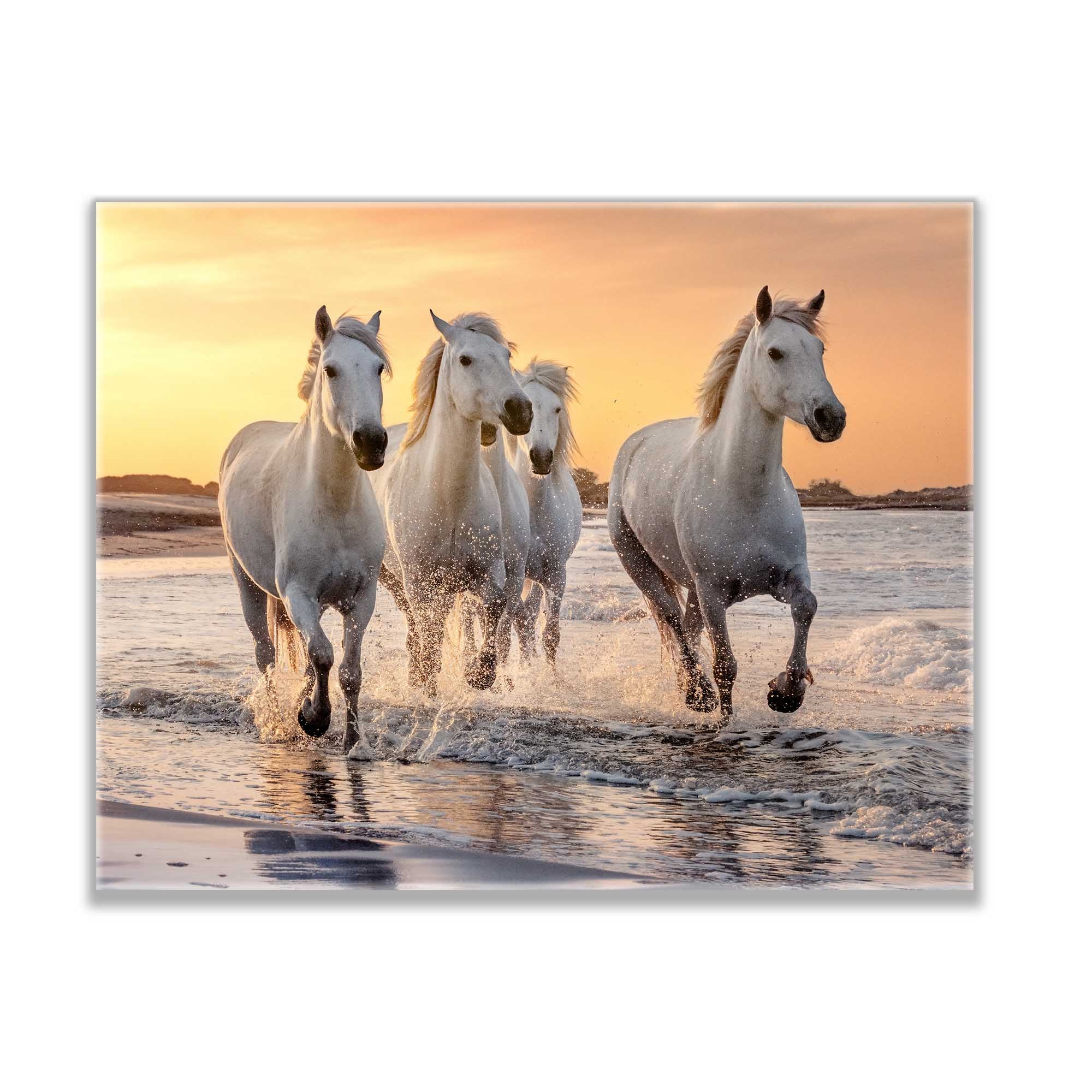 Beautiful Horses Fine Art Canvas 48" x 36"