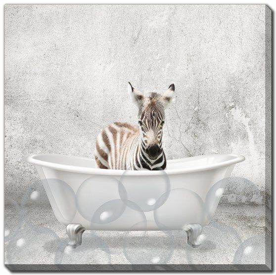 Baby Zebra Bath Canvas Art 18" x 18"