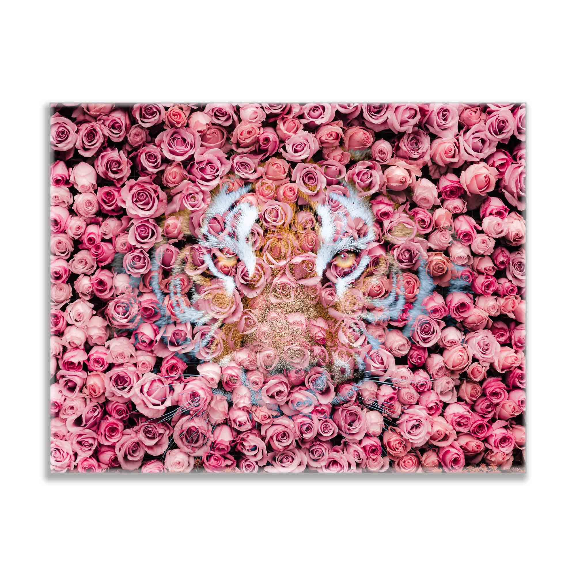 Tiger in the Rose Canvas Art 36" x 48"