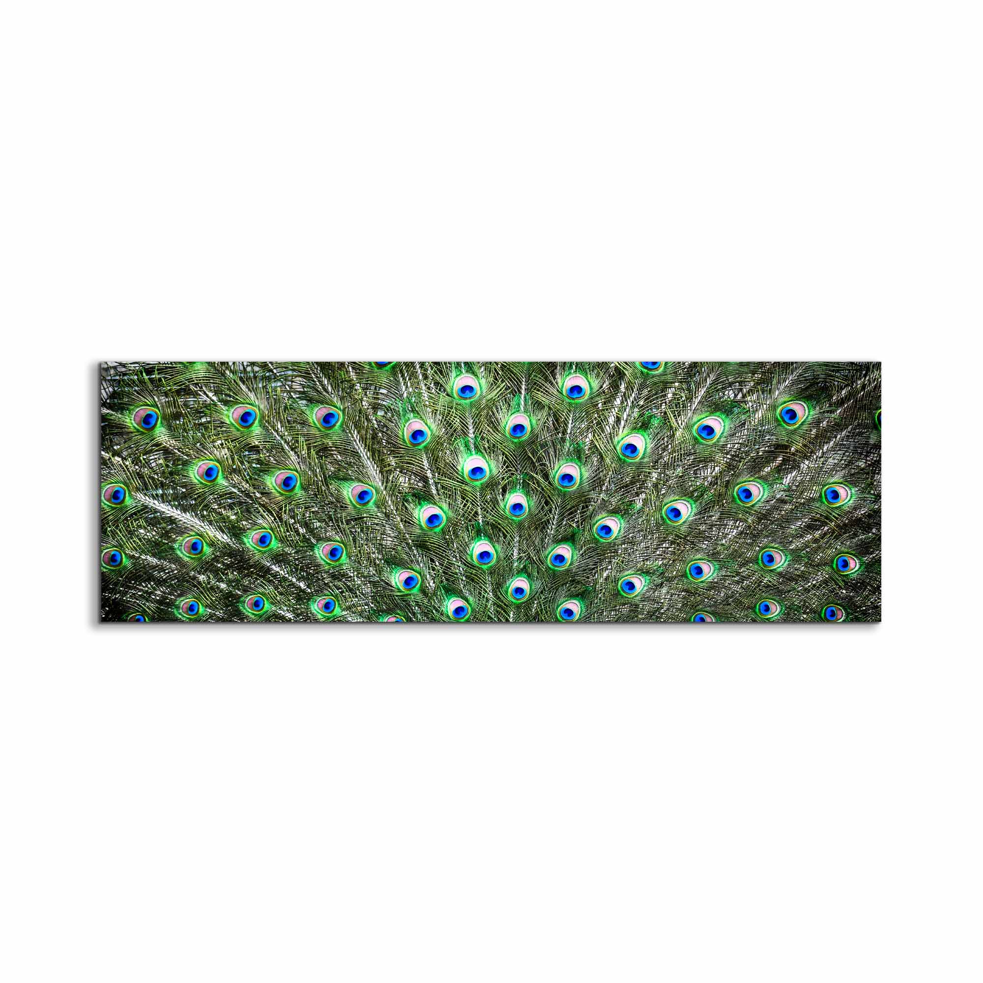 Peacock Feathers Canvas Art 72" x 24"