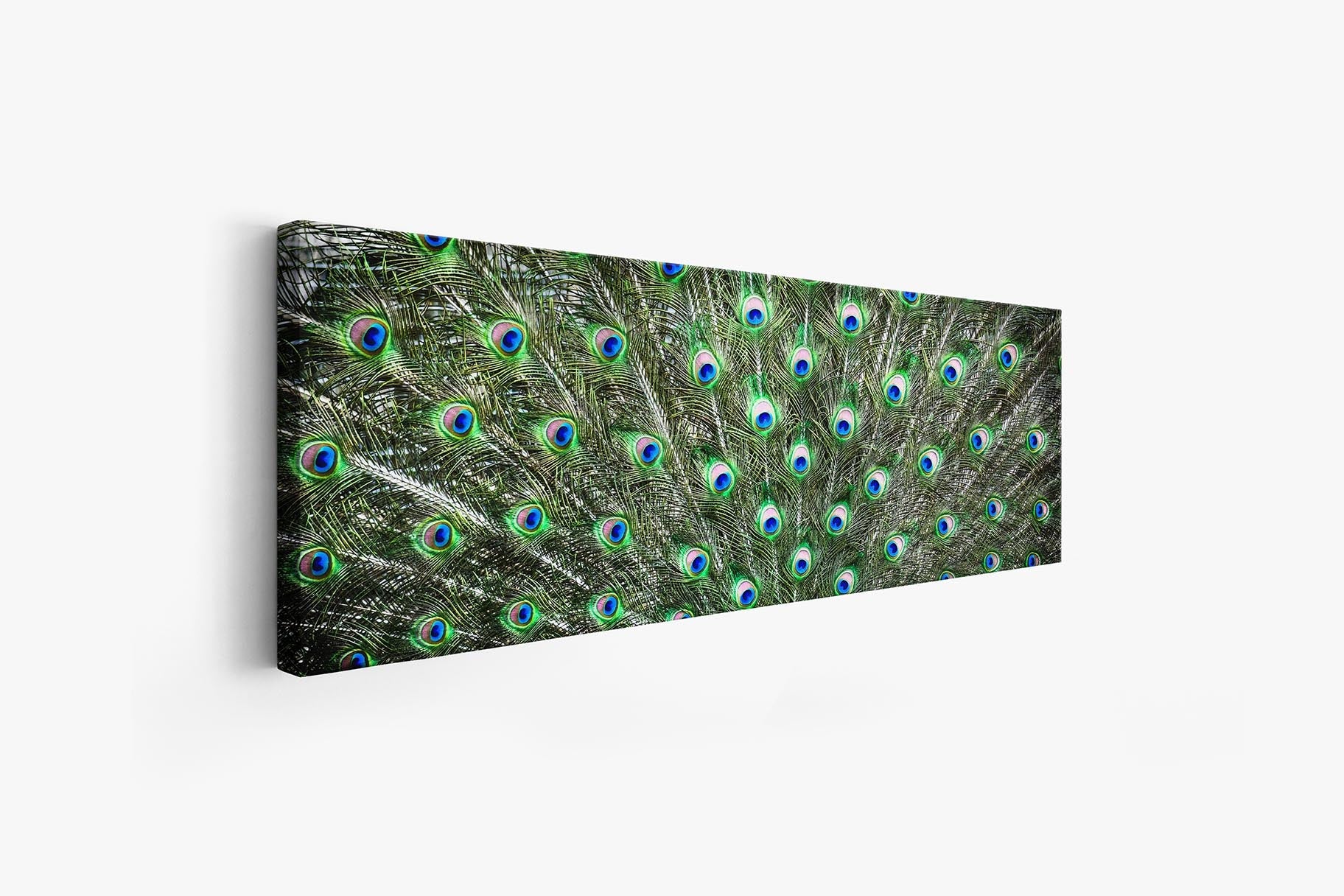 Peacock Feathers Canvas Art 72" x 24"