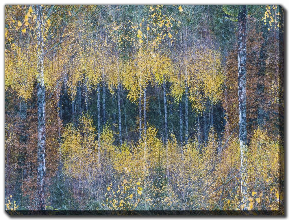 Flourishing Forest Canvas Art 36" x 48"