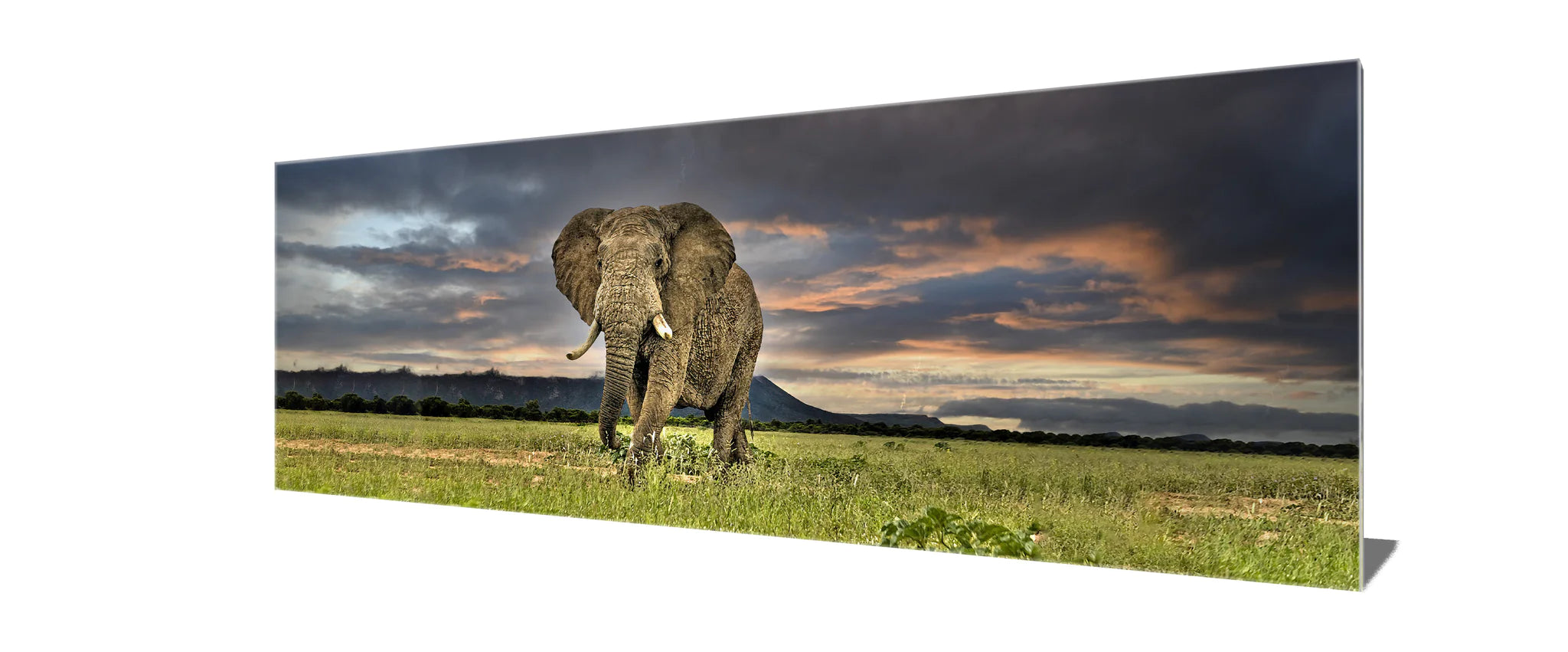 Elephant Canvas Art 72" x 24"